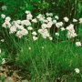 Engels gras wit